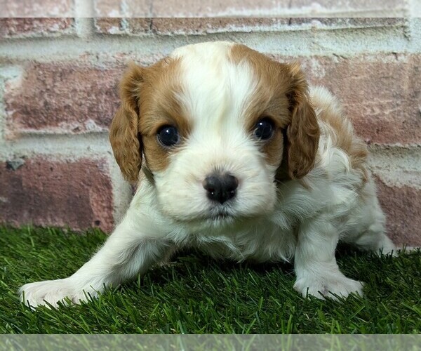 Medium Photo #8 Cavalier King Charles Spaniel Puppy For Sale in MOBERLY, MO, USA
