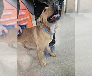 Black Mouth Cur Dogs for adoption in Louisville, KY, USA