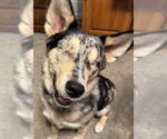 Small #4 Australian Shepherd Mix