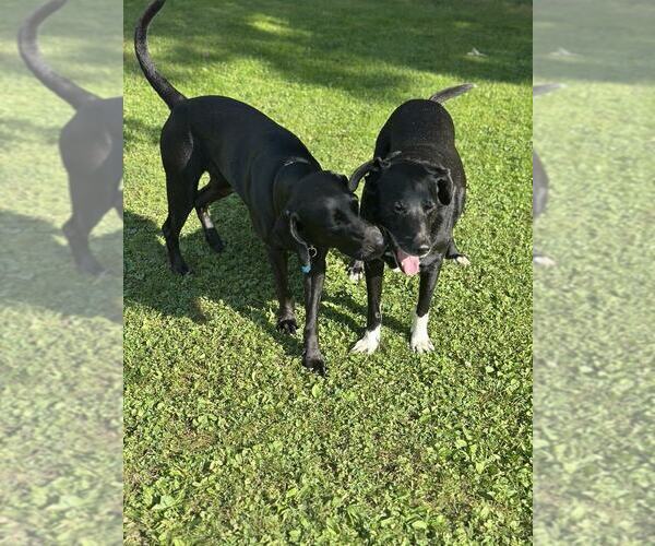 Medium Photo #2 Labrador Retriever-Unknown Mix Puppy For Sale in Springdale, PA, USA