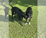 Small #1 Labrador Retriever Mix