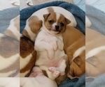 Small Photo #3 Chihuahua Puppy For Sale in MOUNT AIRY, NC, USA