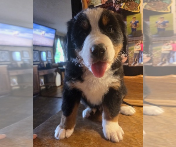 Medium Photo #18 Bernese Mountain Dog Puppy For Sale in HILLSBORO, OH, USA