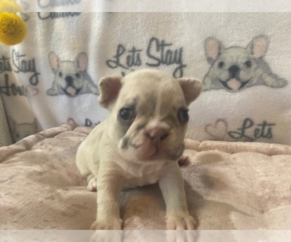 Medium Photo #5 French Bulldog Puppy For Sale in VILLA RICA, GA, USA