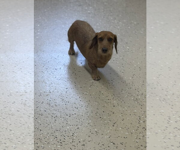 Medium Photo #2 Dachshund Puppy For Sale in York, SC, USA