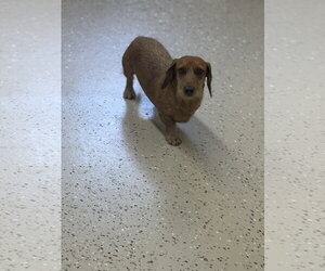 Quixote - Male Dachshund Dog for Adoption - Photo #2