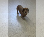 Small Photo #2 Dachshund Puppy For Sale in York, SC, USA