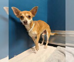 Small #1 Chihuahua