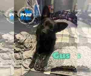 Chihuahua-Unknown Mix Dogs for adoption in Binghamton, NY, USA