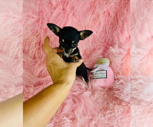 Medium Photo #13 Chihuahua Puppy For Sale in LONG BEACH, CA, USA