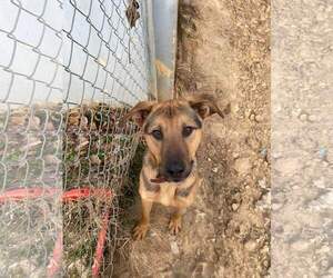 UBBA - Male German Shepherd Dog Dog for Adoption - Photo #2