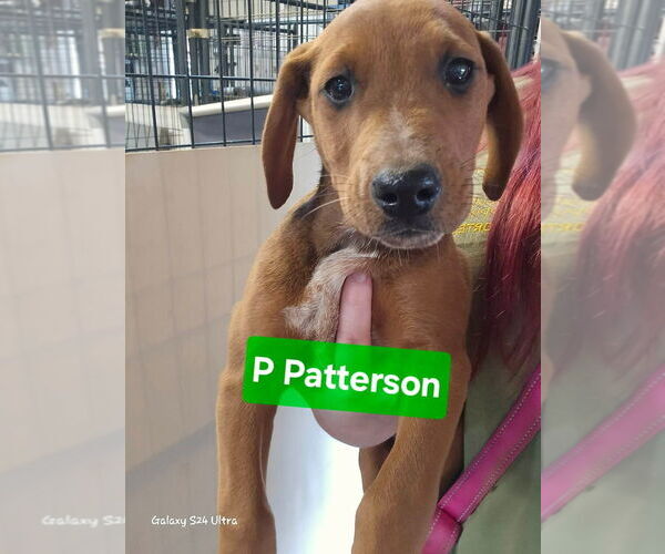 Medium Photo #1 Redbone Coonhound-Unknown Mix Puppy For Sale in Foristell, MO, USA