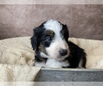 Small Photo #5 Aussiedoodle Puppy For Sale in CONCORD, NC, USA