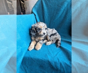 Cavapoo Puppy for Sale in CALHOUN, Georgia USA