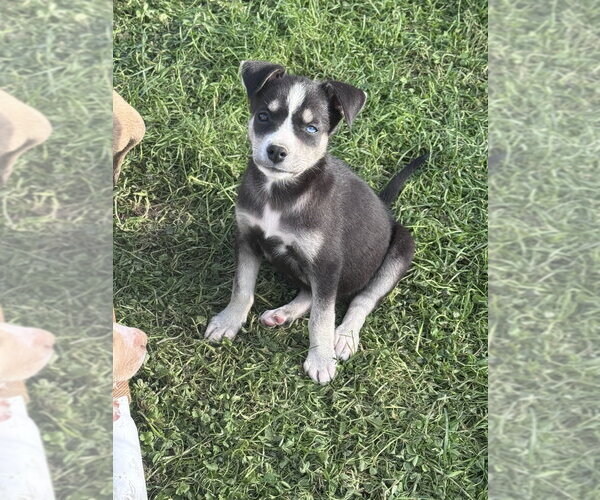 Medium Photo #3 Siberian Husky-Unknown Mix Puppy For Sale in Springdale, PA, USA