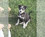 Small #2 Siberian Husky Mix