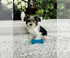 YorkiePoo Puppy for Sale in GREENFIELD, Indiana USA