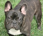 Small Photo #3 French Bulldog Puppy For Sale in SPRINGFIELD, OR, USA