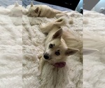 Small Photo #143 Pomsky Puppy For Sale in LOVELAND, CO, USA