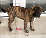 Small #5 American Pit Bull Terrier-Labrador Retriever Mix