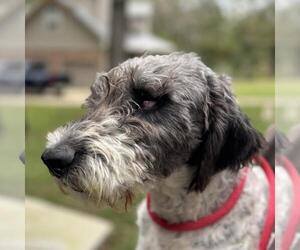 Medium Mutt