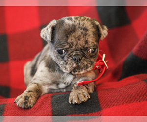 Jug-Pug Mix Puppy for sale in LIBERTY, KY, USA
