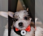 Puppy Peanut Yorkshire Terrier