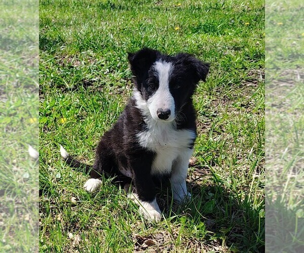 Medium Photo #7 Border Collie Puppy For Sale in NORBORNE, MO, USA