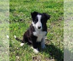 Small #6 Border Collie