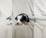Puppy Yellow collar Pembroke Welsh Corgi