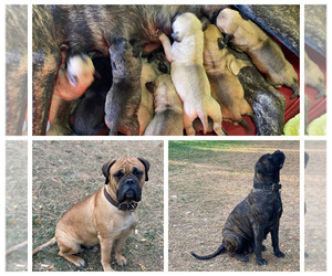 Bullmastiff Puppy for sale in AUBURN, CA, USA