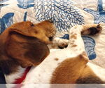 Small #9 Beagle