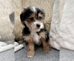 Small Photo #10 YorkiePoo Puppy For Sale in FAIR HAVEN, MI, USA