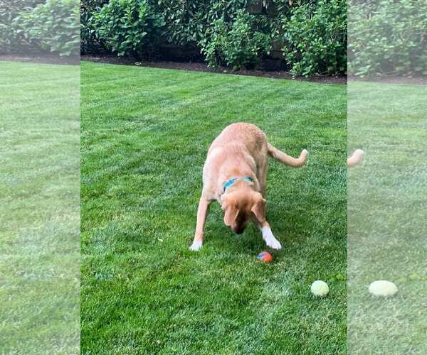 Medium Photo #5 Retriever -Unknown Mix Puppy For Sale in Woodbury, NY, USA