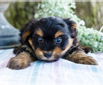 Small Photo #16 Yoranian Puppy For Sale in WAKARUSA, IN, USA