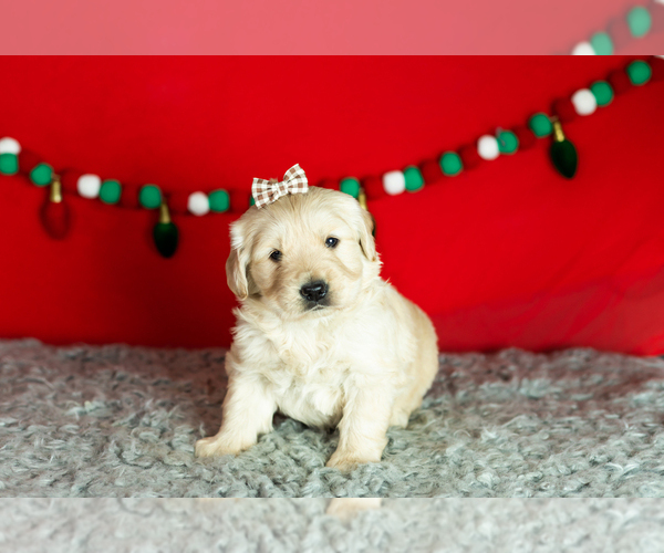 Medium Photo #3 Golden Retriever Puppy For Sale in WOLCOTTVILLE, IN, USA