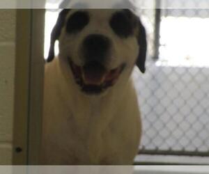 Labrador Retriever-Unknown Mix Dogs for adoption in Temple, TX, USA