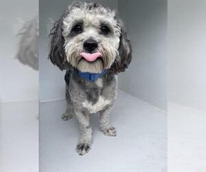 Shih-Poo Dogs for adoption in Houston, TX, USA