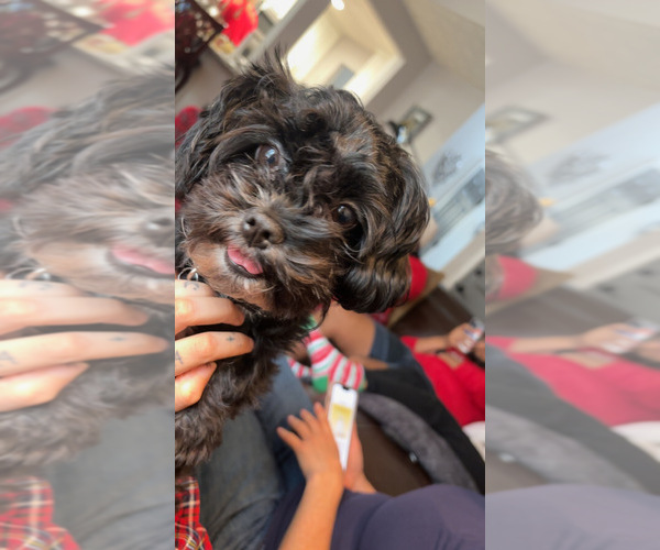 Medium Photo #1 Morkie Poo (Miniature) Puppy For Sale in RICHMOND, VA, USA