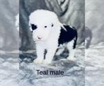 Small Photo #17 Sheepadoodle Puppy For Sale in CORYDON, IN, USA