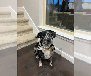Mutt Dogs for adoption in Bullard, TX, USA