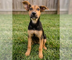 Juliet - Sponsored Reduced Adoption Fee - Female Rat Terrier-Unknown Mix Dog for Adoption - Photo #2