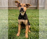 Small #1 Labrador Retriever Mix