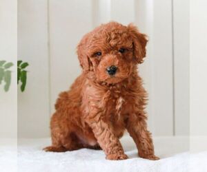 Goldendoodle (Miniature) Puppy for Sale in LANCASTER, Pennsylvania USA