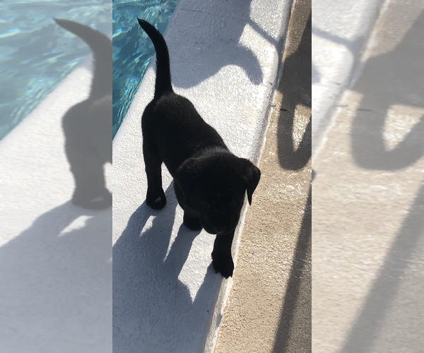 Medium Photo #3 Labrador Retriever Puppy For Sale in GULFPORT, FL, USA