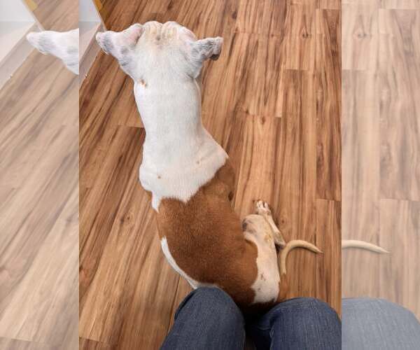 Medium Photo #4 Mutt Puppy For Sale in Rowlett, TX, USA