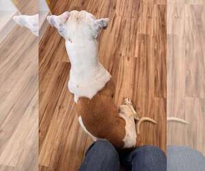 Mabel - Female Mutt Dog for Adoption - Photo #4