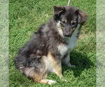 Small #3 Pomeranian Mix