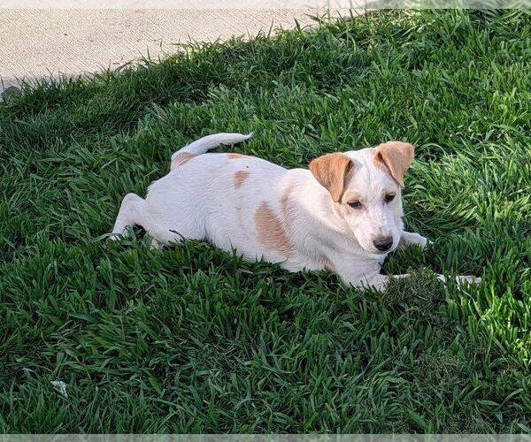 Medium Photo #3 Labrador Retriever-Unknown Mix Puppy For Sale in Doylestown, PA, USA