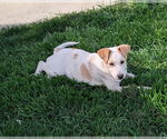 Small #2 Labrador Retriever Mix